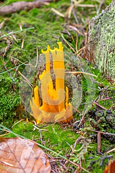 Yellow stagshorn mushroom, Calocera viscosa photo